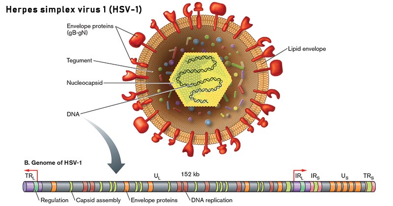 Herpes-simplex-virus-1-HSV-1 spesialis torch