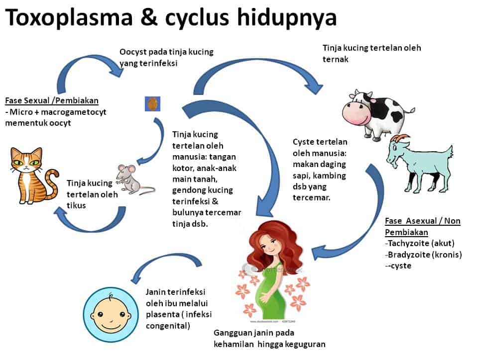 toxoplasma-cyclus-hidupnya